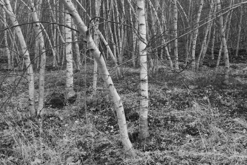 Birch Trees Sparta Mountains New Jersey Highlands NJ (1030748LUM).jpg